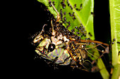 Cicada being swarmed by ants