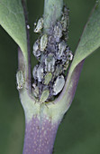 Honeysuckle aphids