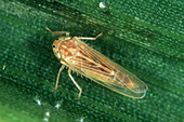 Corn leafhopper