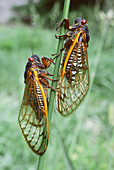 Periodical Cicadas (Cicada septendecim)