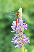 White-faced Meadowhawk on Pickerelweed