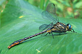 Lilypad Clubtail Dragonfly