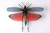 Short-horn grasshopper