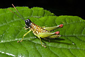 Flightless short-horned Grasshopper