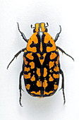 Flower beetle