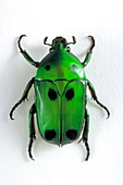 Flower beetle