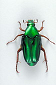 Flower beetle