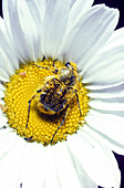 Flower Beetle with Pollen