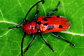 Red Milkweed beetle