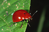 Rainforest Beetle