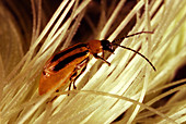 Western corn rootworm beetle