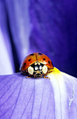 Nine-Spotted Ladybug Beetle