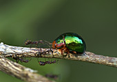 Metallic leaf beetle and ants