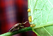 Biocontrol of Bean Beetle