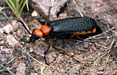 Arizona Blister Beetle (Lytta magister)