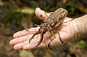Sawyer Beetle