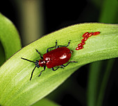 Lily beetle laying eggs