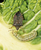 Spined soldier bug eating caterpillar