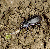 Violet ground beetle and slug
