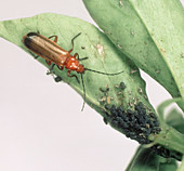 Soldier beetle with Aphids