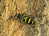 Wasp beetle on bark