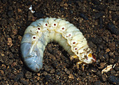 Rhinoceros beetle Larva