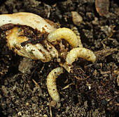 Corn Rootworm (Diabrotica spp.) larvae