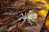 'Weevil,Papua New Guinea'