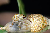 Acorn Weevil (Curculio sp.)