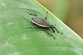 'Weevil,Peruvian Amazon'