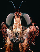 Scanning macrophot of head of a robber fly