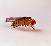 Fruitfly (Drosophila melanogaster)