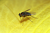Long-legged Fly (Dolichopus)