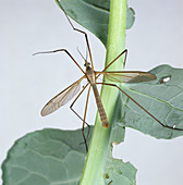 Crane Fly (Tipula oleracea) on Cabbage plant