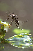 Newly hatched Asian Tiger Mosquito