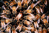 Honey bees