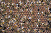 Honeybee workers on a comb