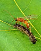 Wasp parasitizing caterpillar