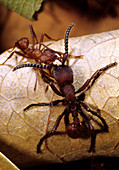 Ant War between Leaf-cutter and Army Ants