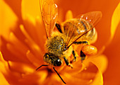 Honey Bee worker