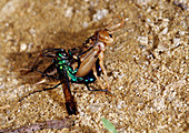 Sphecid Wasp Captures Cricket