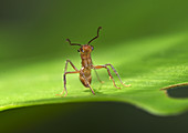 Kelep ant