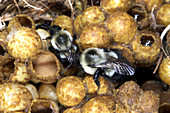 Bumblebee Queen and Worker in Nest