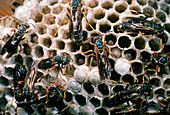 Paper Wasps at nest