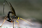 Ichneumon wasp laying an egg
