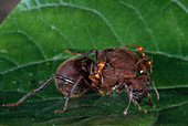 Leafcutter Ant Queen
