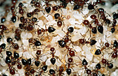 Texas Shed-builder Ants and larvae