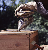 Beekeeper smoking hive