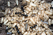Carpenter ants tending pupae and larvae