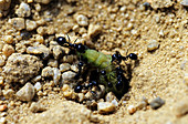 Harvester Ants with prey (3 of 4)